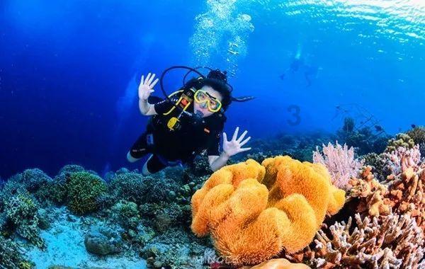 白莲花守则